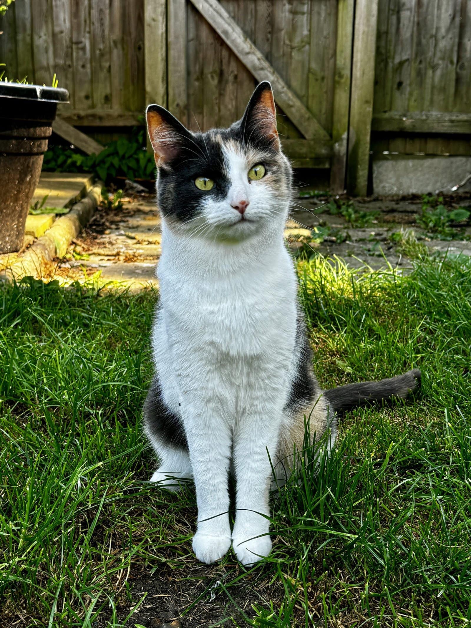 About Bath Wedding Photographer 9 A calico cat